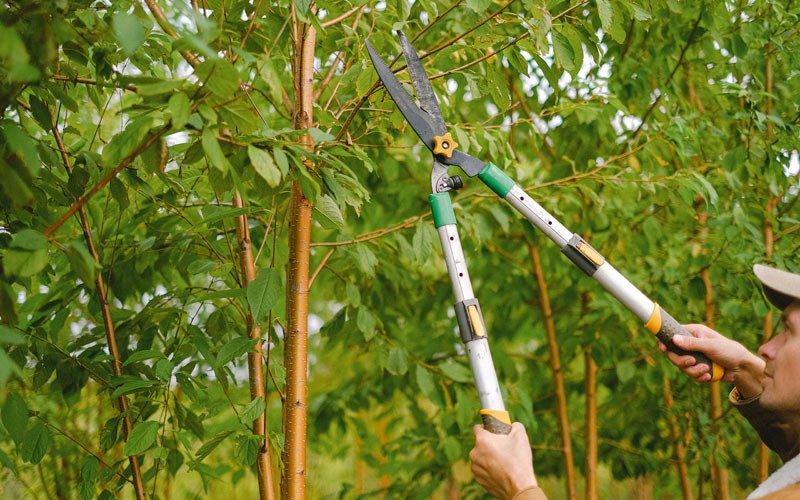 Tree trimming in Pathfork, KY